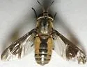 Chrysops abatus - Chrysops abatus