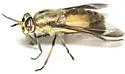 Chrysops abatus - photo 2