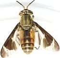Chrysops abatus - photo 3