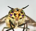 Chrysops abatus - photo 4