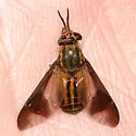 Chrysops aberrans
