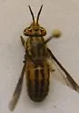 Chrysops aberrans - photo 2