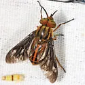 Chrysops aberrans - photo 3