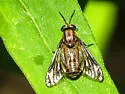Chrysops aberrans - photo 4