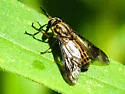 Chrysops aberrans - photo 5