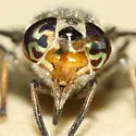 Chrysops aestuans
