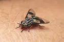 Chrysops aestuans - photo 2