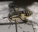 Chrysops aestuans - photo 4