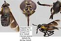Chrysops amazon