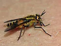 Chrysops asbestos
