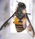 Chrysops asbestos - photo 2
