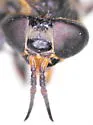 Chrysops asbestos - photo 3
