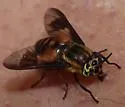 Chrysops asbestos - photo 4