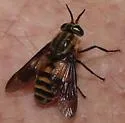 Chrysops asbestos - photo 5