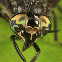 Chrysops ater - photo 2