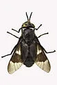 Chrysops ater - photo 3