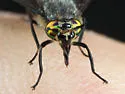 Chrysops ater - photo 5