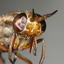 Chrysops atlanticus