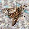 Chrysops atlanticus - photo 2