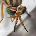 Chrysops atlanticus - photo 3