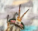 Chrysops atlanticus - photo 4