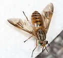 Chrysops atlanticus - photo 5