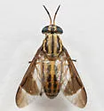 Chrysops beameri