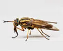 Chrysops beameri - photo 2