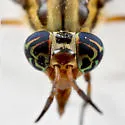 Chrysops beameri - photo 3