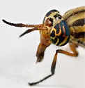 Chrysops beameri - photo 4