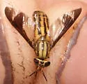 Chrysops beameri - photo 5