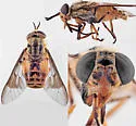 Chrysops bishoppi