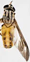 Chrysops bistellatus