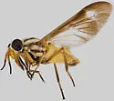 Chrysops bistellatus - photo 2