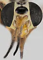 Chrysops bistellatus - photo 3