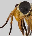 Chrysops bistellatus - photo 4