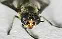 Chrysops brimleyi - photo 2