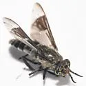 Chrysops brimleyi - photo 3