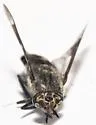 Chrysops brimleyi - photo 4