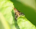 Chrysops brunneus - Chrysops brunneus