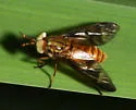 Chrysops brunneus - photo 2