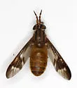 Chrysops brunneus - photo 3