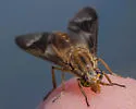 Chrysops brunneus - photo 4
