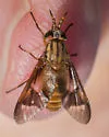 Chrysops brunneus - photo 5