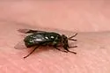 Chrysops calvus - Chrysops calvus