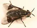 Chrysops calvus - photo 2