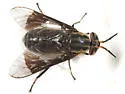 Chrysops calvus - photo 3