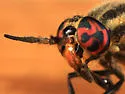Chrysops calvus - photo 4