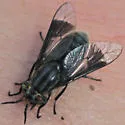 Chrysops calvus - photo 5