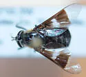 Chrysops carbonarius